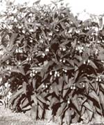 Comfrey Medicinal Uses: The Herbalist's Notebook Image